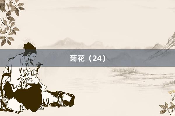 菊花（24）